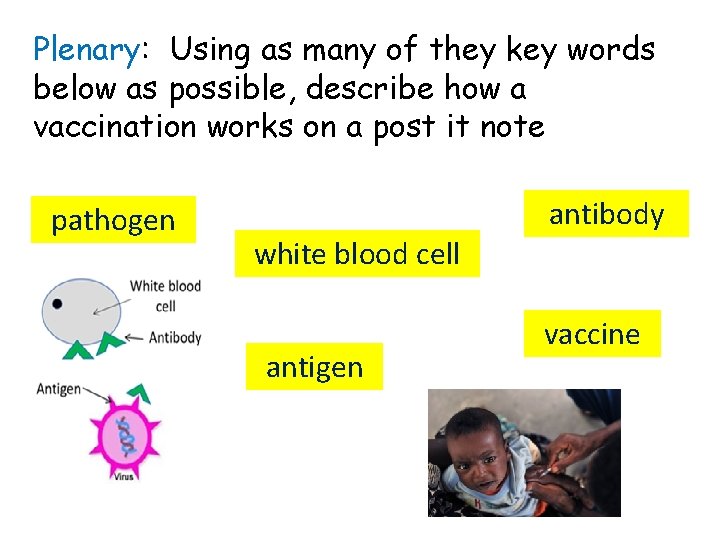 Plenary: Using as many of they key words below as possible, describe how a Plenary: Using as many of they key words below as possible, describe how a