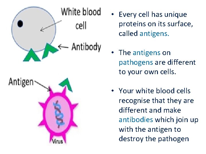 • Every cell has unique proteins on its surface, called antigens. • The • Every cell has unique proteins on its surface, called antigens. • The