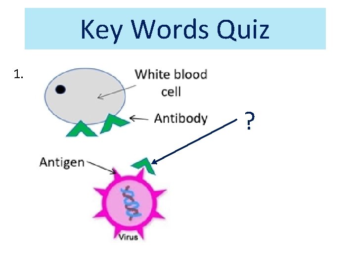 Key Words Quiz 1. ? Key Words Quiz 1. ?