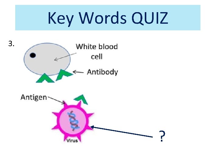 Key Words QUIZ 3. ? Key Words QUIZ 3. ?