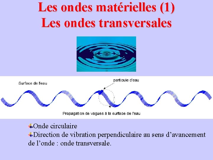 Les ondes matérielles (1) Les ondes transversales Onde circulaire Direction de vibration perpendiculaire au