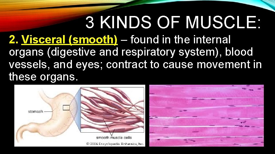 3 KINDS OF MUSCLE: 2. Visceral (smooth) – found in the internal organs (digestive