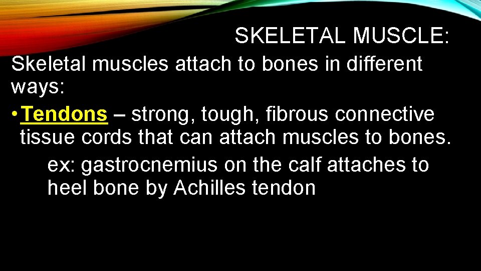 SKELETAL MUSCLE: Skeletal muscles attach to bones in different ways: • Tendons – strong,