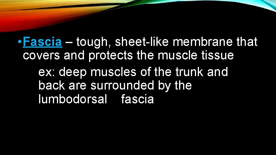  • Fascia – tough, sheet-like membrane that covers and protects the muscle tissue