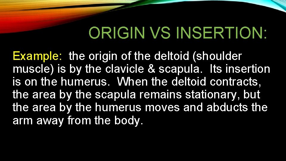 ORIGIN VS INSERTION: Example: the origin of the deltoid (shoulder muscle) is by the