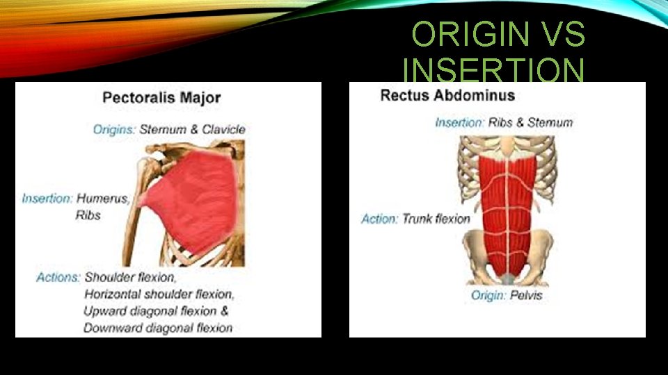 ORIGIN VS INSERTION 