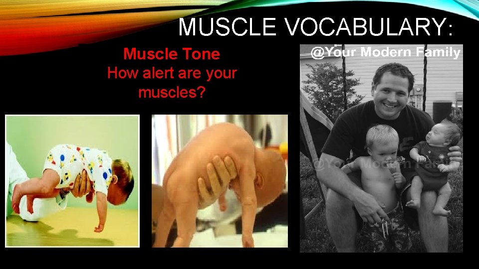 MUSCLE VOCABULARY: Muscle Tone How alert are your muscles? 