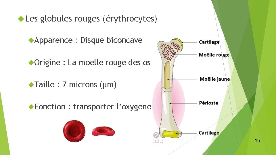  Les globules rouges (érythrocytes) Apparence Origine Taille : Disque biconcave : La moelle
