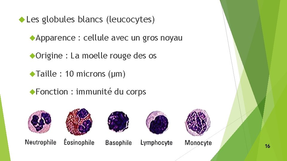  Les globules blancs (leucocytes) Apparence Origine Taille : cellule avec un gros noyau