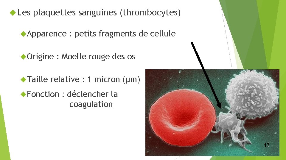  Les plaquettes sanguines (thrombocytes) Apparence Origine Taille : petits fragments de cellule :