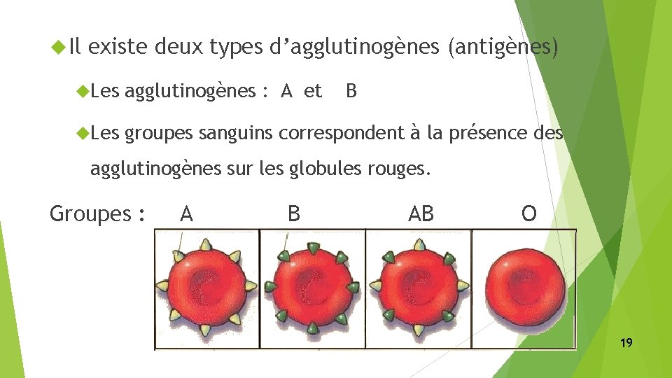  Il existe deux types d’agglutinogènes (antigènes) Les agglutinogènes : A et B Les
