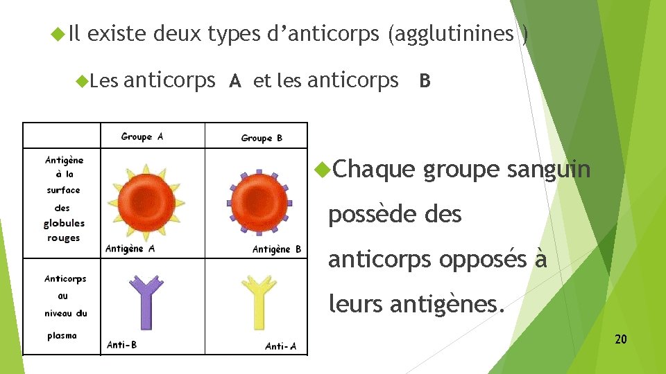  Il existe deux types d’anticorps (agglutinines ) Les anticorps A et les anticorps
