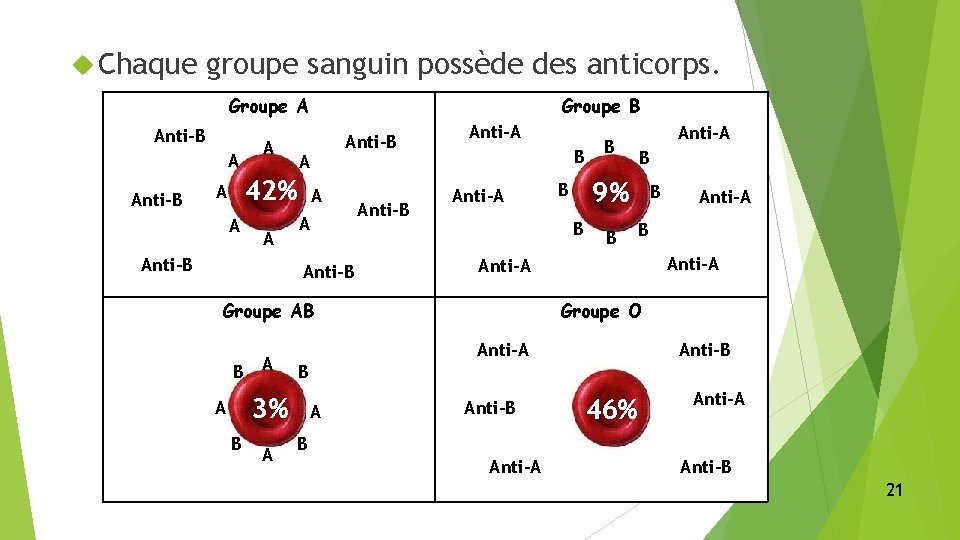  Chaque groupe sanguin possède des anticorps. Groupe A Anti-B A Groupe B A