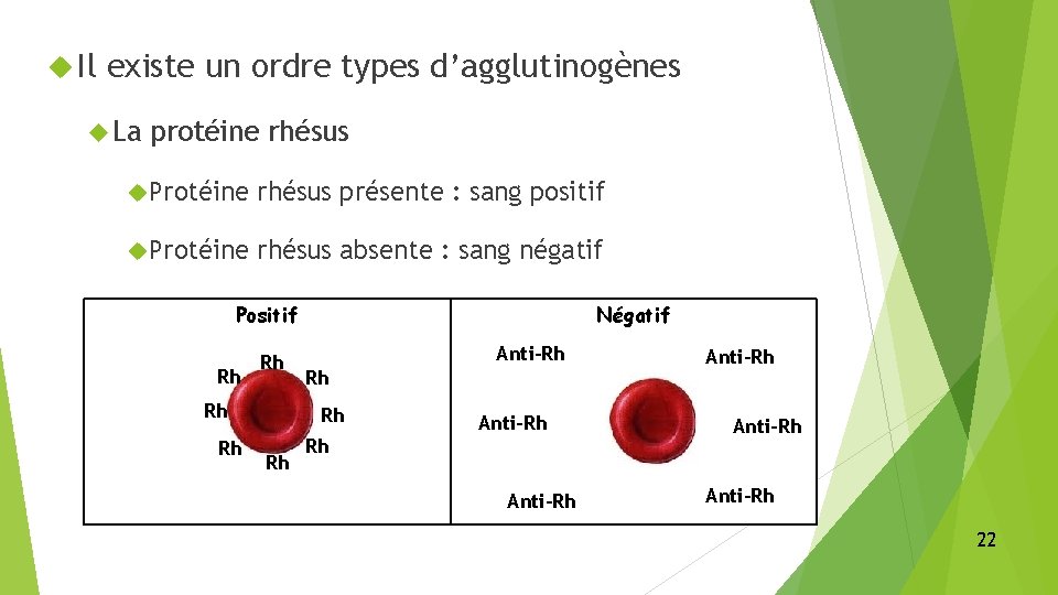  Il existe un ordre types d’agglutinogènes La protéine rhésus Protéine rhésus présente :