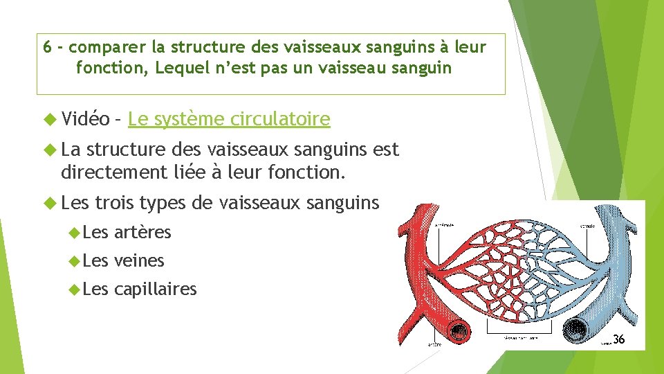 6 - comparer la structure des vaisseaux sanguins à leur fonction, Lequel n’est pas