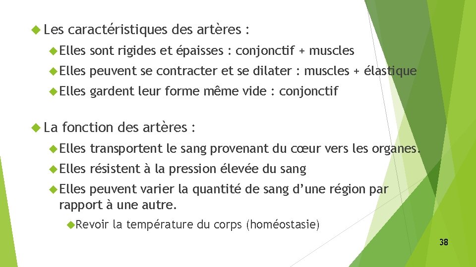  Les caractéristiques des artères : Elles sont rigides et épaisses : conjonctif +