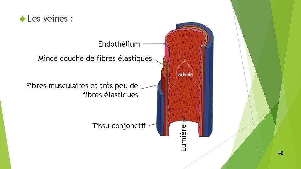  Les veines : Endothélium Mince couche de fibres élastiques Tissu conjonctif Lumière Fibres