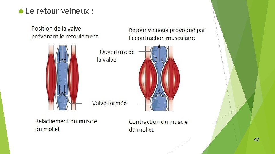  Le retour veineux : 42 