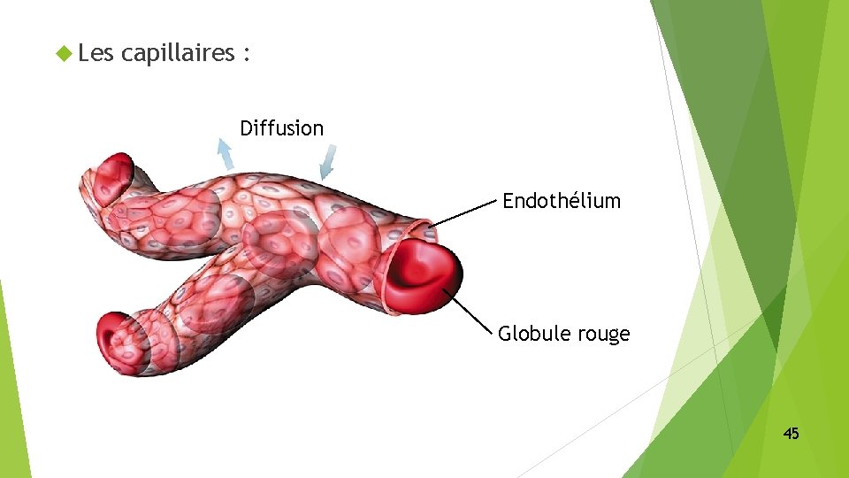  Les capillaires : Diffusion Endothélium Globule rouge 45 