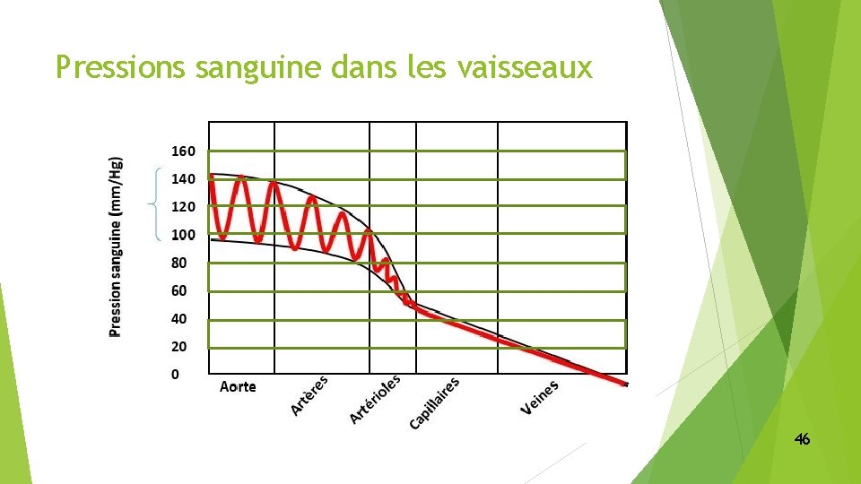 Pressions sanguine dans les vaisseaux 46 