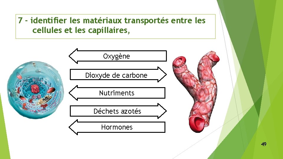 7 - identifier les matériaux transportés entre les cellules et les capillaires, Oxygène Dioxyde