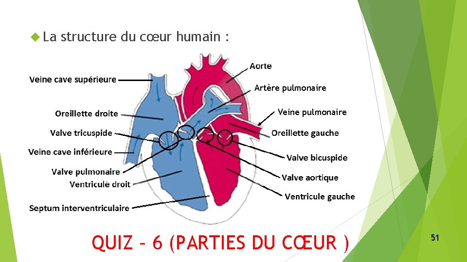  La structure du cœur humain : Artère pulmonaire Veine pulmonaire QUIZ – 6