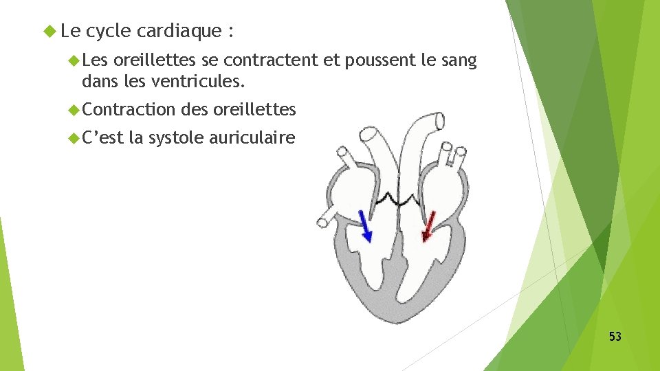  Le cycle cardiaque : Les oreillettes se contractent et poussent le sang dans