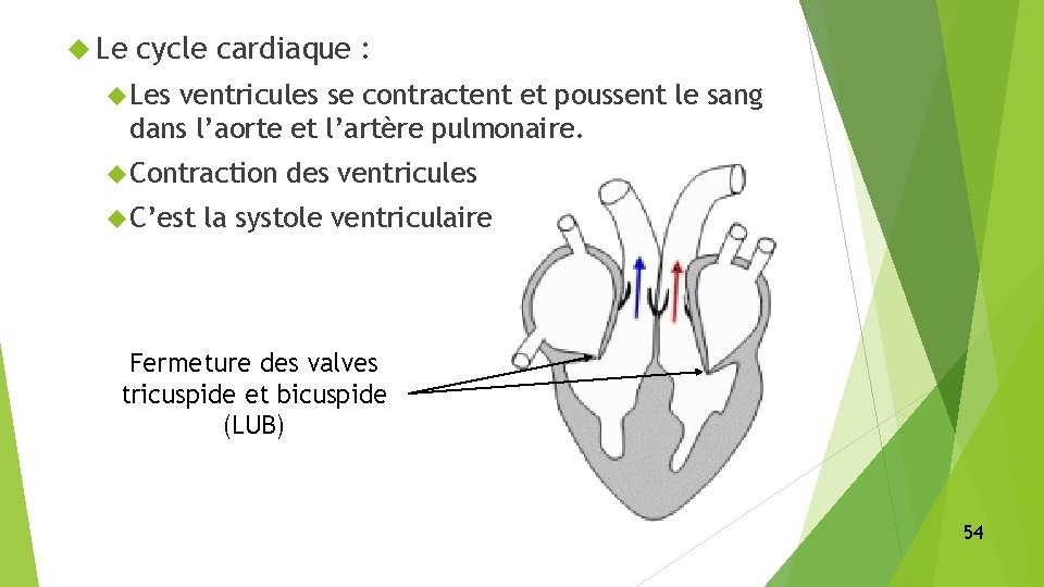  Le cycle cardiaque : Les ventricules se contractent et poussent le sang dans