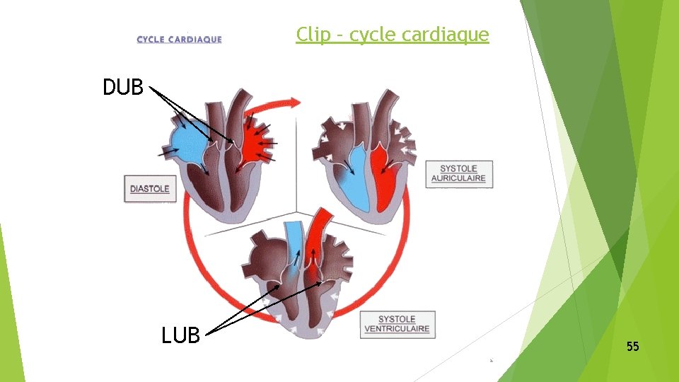 Clip – cycle cardiaque DUB LUB 55 