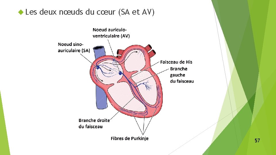  Les deux nœuds du cœur (SA et AV) 57 