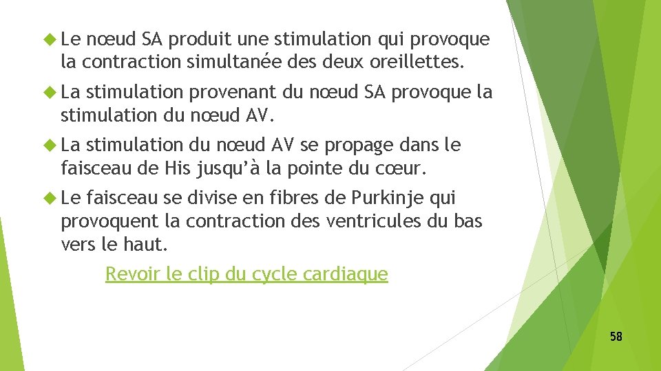  Le nœud SA produit une stimulation qui provoque la contraction simultanée des deux