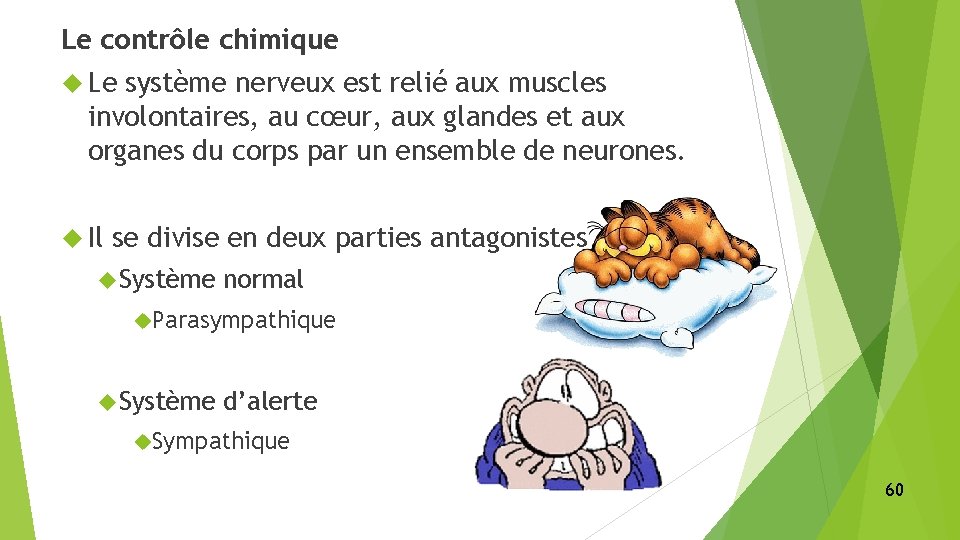 Le contrôle chimique Le système nerveux est relié aux muscles involontaires, au cœur, aux