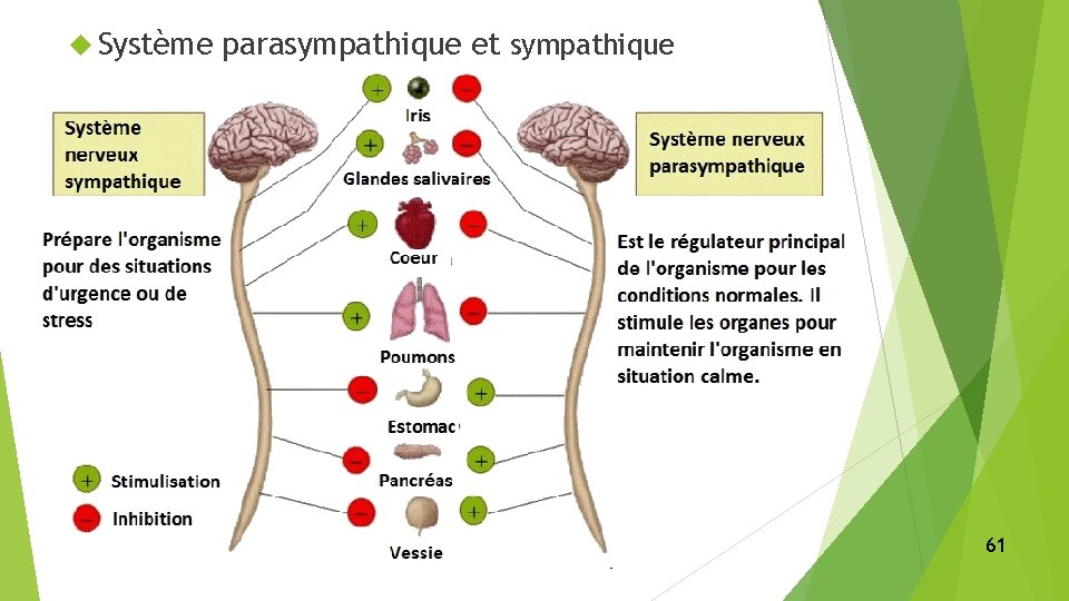  Système parasympathique et sympathique 61 