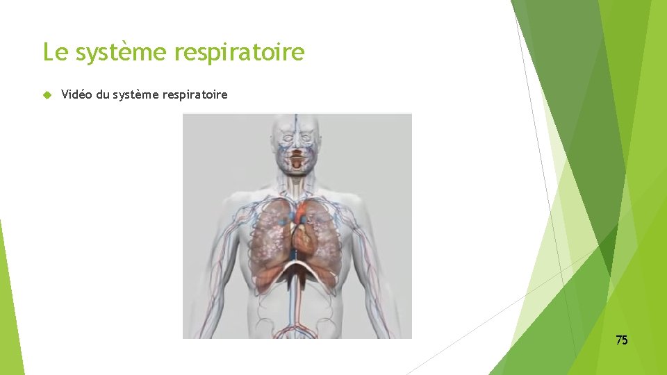 Le système respiratoire Vidéo du système respiratoire 75 