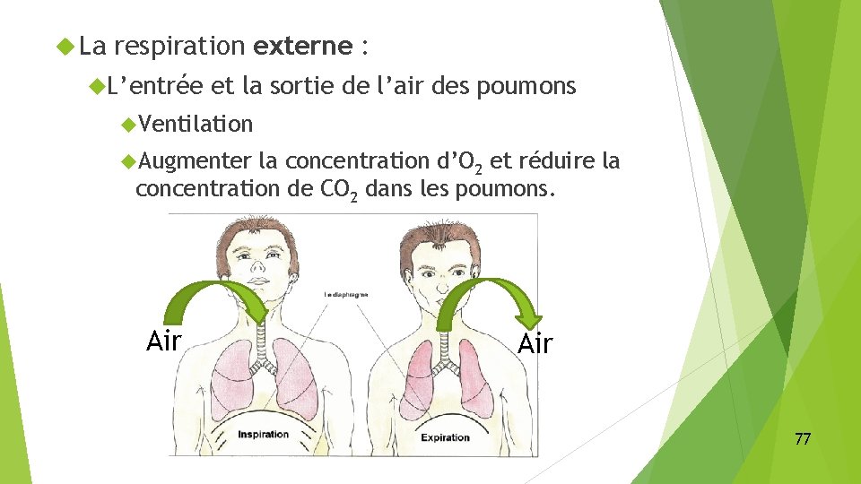  La respiration externe : L’entrée et la sortie de l’air des poumons Ventilation