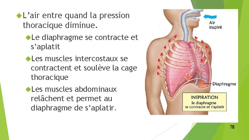  L’air entre quand la pression thoracique diminue. Le diaphragme se contracte et s’aplatit