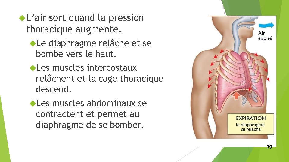  L’air sort quand la pression thoracique augmente. Le diaphragme relâche et se bombe