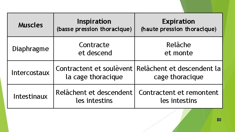 Muscles Diaphragme Inspiration Expiration (basse pression thoracique) (haute pression thoracique) Contracte et descend Relâche