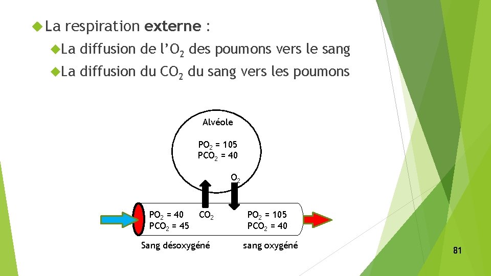  La respiration externe : La diffusion de l’O 2 des poumons vers le