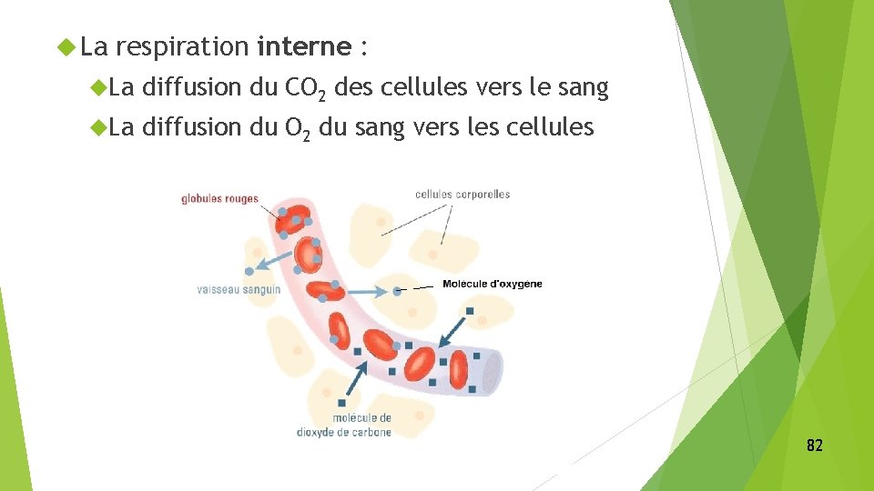  La respiration interne : La diffusion du CO 2 des cellules vers le