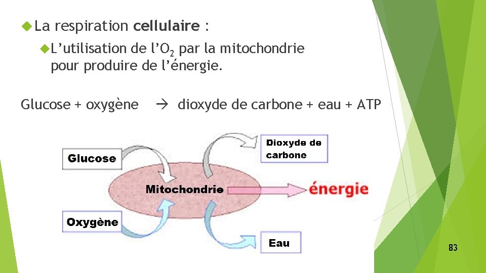  La respiration cellulaire : L’utilisation de l’O 2 par la mitochondrie pour produire