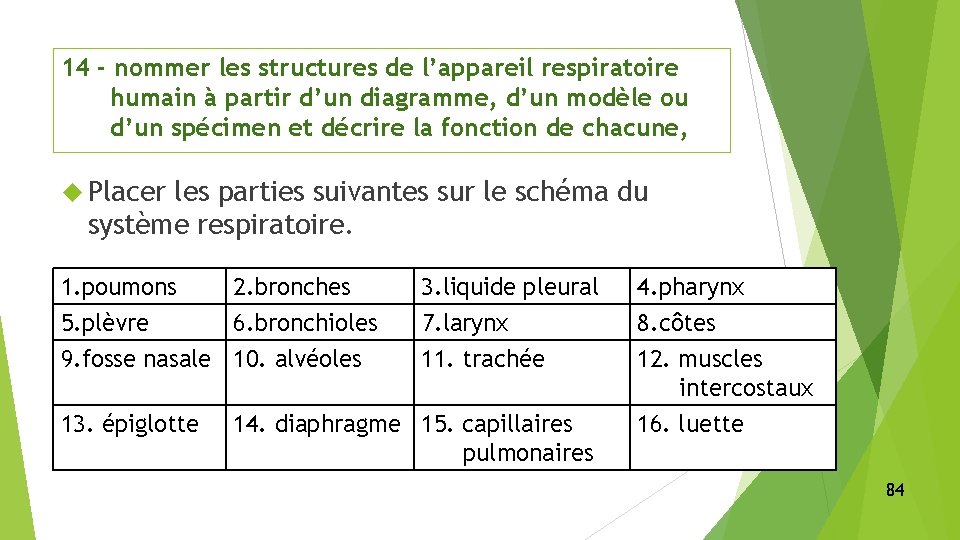 14 - nommer les structures de l’appareil respiratoire humain à partir d’un diagramme, d’un