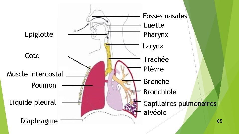 Épiglotte Fosses nasales Luette Pharynx Larynx Côte Muscle intercostal Poumon Liquide pleural Diaphragme Trachée