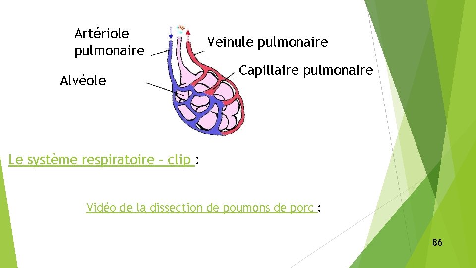 Artériole pulmonaire Alvéole Veinule pulmonaire Capillaire pulmonaire Le système respiratoire – clip : Vidéo