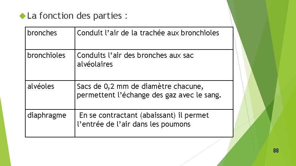  La fonction des parties : bronches Conduit l’air de la trachée aux bronchioles