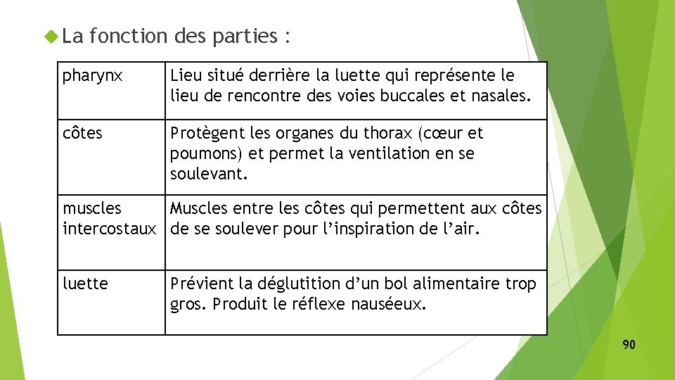  La fonction des parties : pharynx Lieu situé derrière la luette qui représente