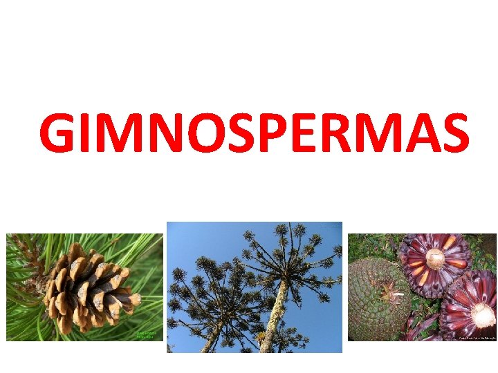 GIMNOSPERMAS 