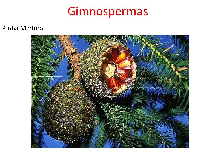 Gimnospermas Pinha Madura 