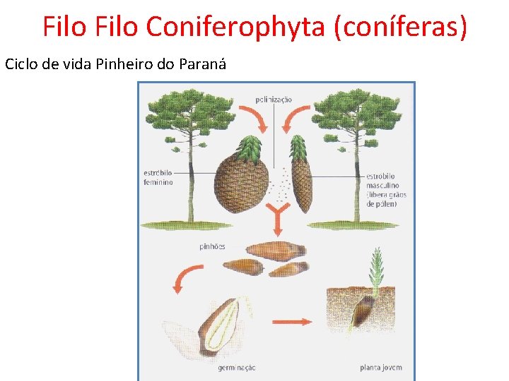 Filo Coniferophyta (coníferas) Ciclo de vida Pinheiro do Paraná 