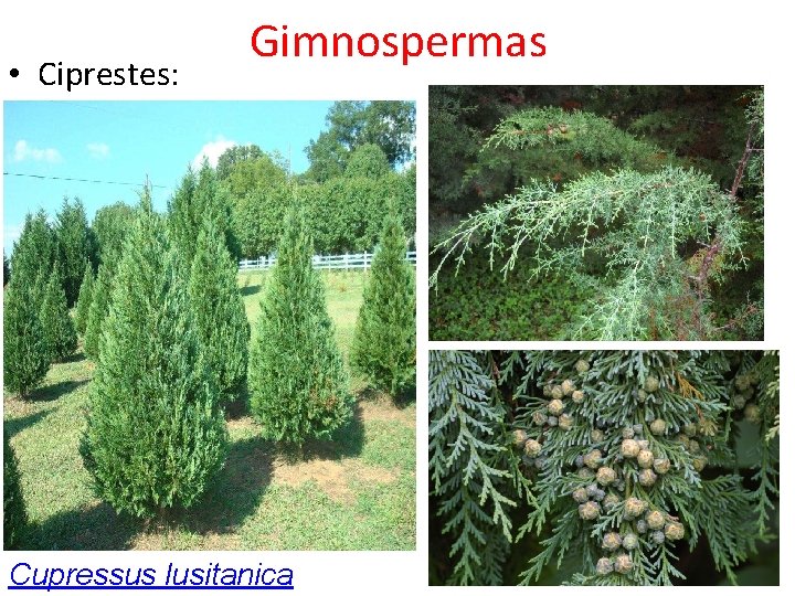  • Ciprestes: Gimnospermas Cupressus lusitanica 